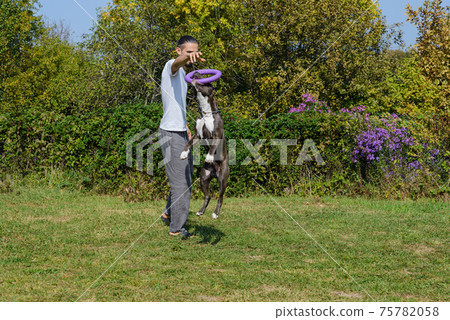 A man trains amstaff 75782058