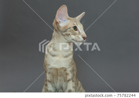 Portrait of a young oriental cat Portrait of a young oriental cat 75782244