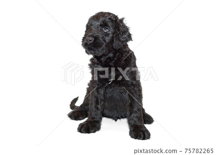 Portrait of a black Russian terrier puppy 75782265