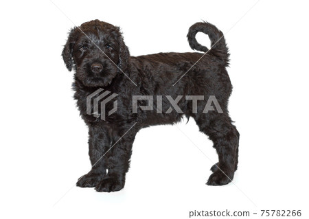 Portrait of a black Russian terrier puppy 75782266