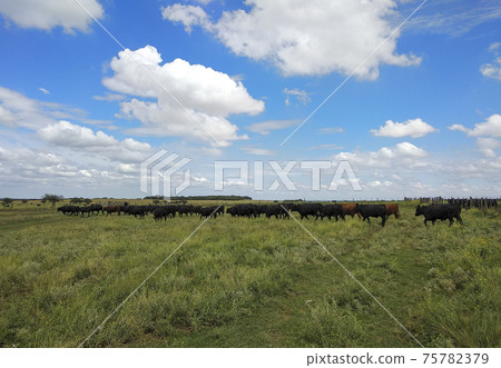 Agricultural production in the Pampas Humeda, Buenos Aires province, Argentina 75782379