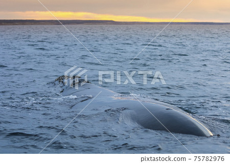Whale jumping behavior in Peninsula Valdes  Patagonia, Argentina 75782976
