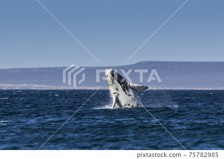 Whale jumping behavior in Peninsula Valdes  Patagonia, Argentina 75782985