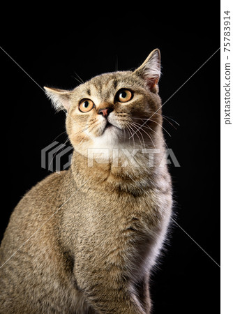 portrait of a gray kitten scottish straight chinchilla on a black background portrait of a gray kitten scottish straight chinchilla on a black background 75783914