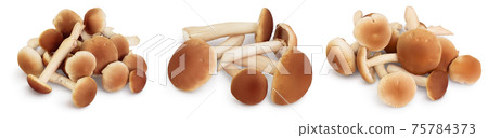 honey fungus mushrooms isolated on white background with clipping path and full depth of field. Set or collection honey fungus mushrooms isolated on white background with clipping path and full depth of field. Set or collection 75784373