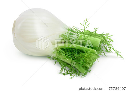 fresh fennel bulb isolated on white background with clipping path and full depth of field fresh fennel bulb isolated on white background with clipping path and full depth of field 75784407