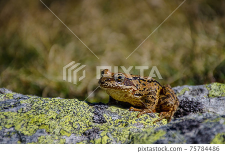 Red frog in Retezat National Park, Carpathian Mountains, Romania 75784486