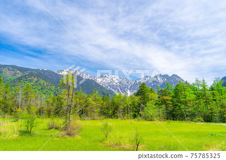 Kamikochi in early summer Tashiro Marsh [Nagano Prefecture] 75785325