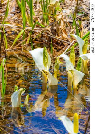 Mizubasho of Tsugaike Natural Garden in early summer [Nagano Prefecture] 75785360