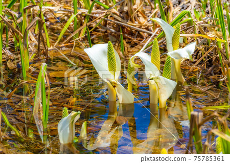 Mizubasho of Tsugaike Natural Garden in early summer [Nagano Prefecture] 75785361