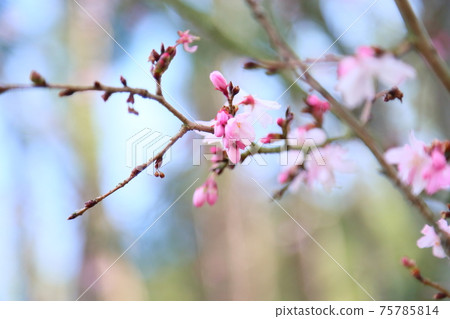 鮮花 鮮花 75785814