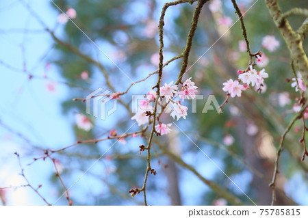 鮮花 鮮花 75785815