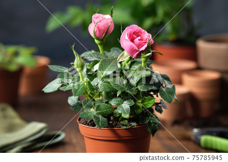 Pink rose in a pot, flower pots, garden tools on background. 75785945
