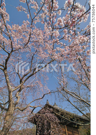 Negoroji Temple, Weeping Cherry Blossoms in Full Bloom, Iwade City, Wakayama Prefecture Negoroji Temple, Weeping Cherry Blossoms in Full Bloom, Iwade City, Wakayama Prefecture 75786044