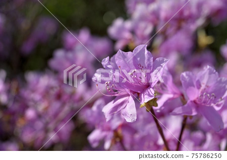 三葉通場光巴筋 75786250