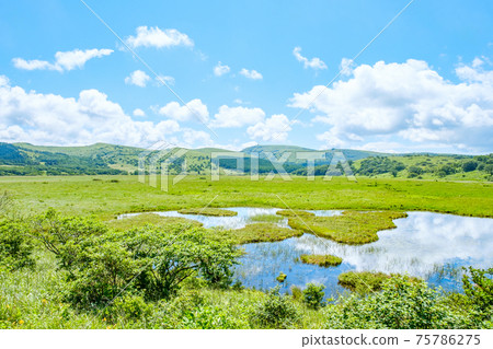 Summer Yashimagahara Wetland (Yashimagahara Wetland) 75786275