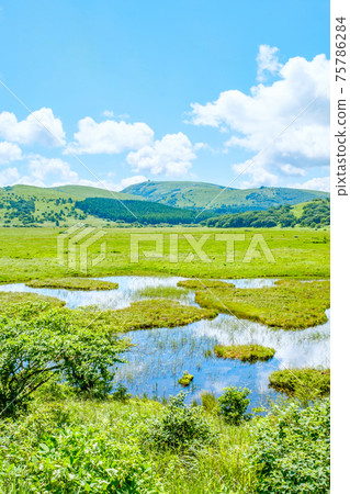Summer Yashimagahara Wetland (Yashimagahara Wetland) 75786284