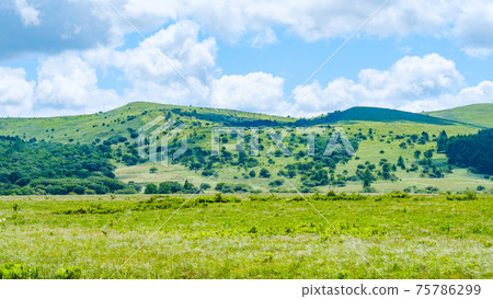 Summer Yashimagahara Wetland (Yashimagahara Wetland) Summer Yashimagahara Wetland (Yashimagahara Wetland) 75786299