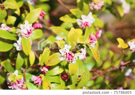 銀杏花 照片素材 圖片 圖庫