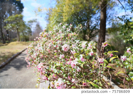 Daphne flower Daphne flower 75786809