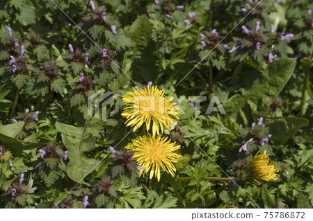 Dandelions blooming in the field Dandelions blooming in the field 75786872