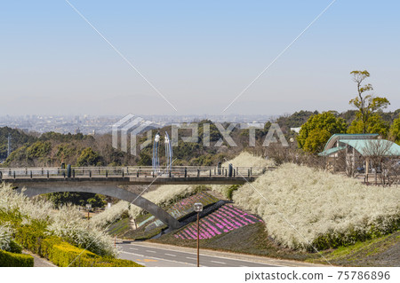 Okazaki Central Park where Spiraea thunbergii blooms Okazaki Central Park where Spiraea thunbergii blooms 75786896
