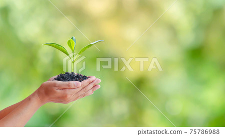 Earth Day concept, human hand holding growing trees on a blurred green forest background. Earth Day concept, human hand holding growing trees on a blurred green forest background. 75786988