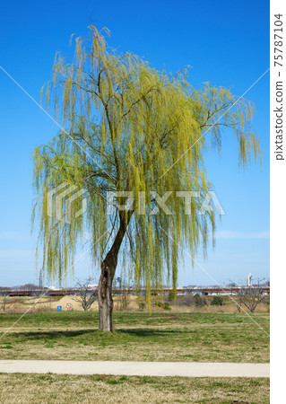 Weeping Willow Young Leaves And Blue Sky Stock Photo 75787104 Pixta Weeping Willow Young Leaves And Blue, Will Weeping Willow Grow In Shader 1