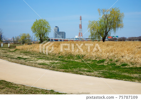 Weeping willow young leaves and blue sky Arakawa Kawaguchi Motogo Weeping willow young leaves and blue sky Arakawa Kawaguchi Motogo 75787109