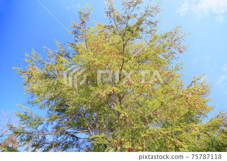 Tsuga Tree Tsuga Tree 75787118