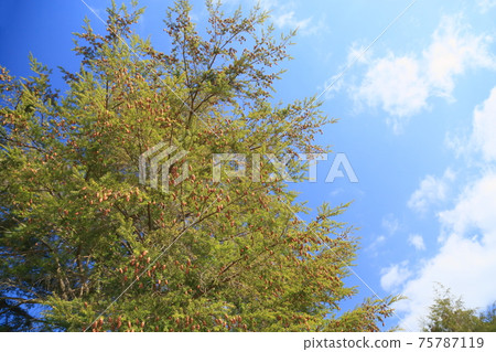 Tsuga Tree Tsuga Tree 75787119