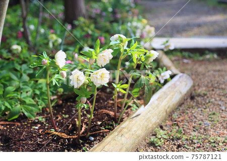 Christmas rose flowers 75787121