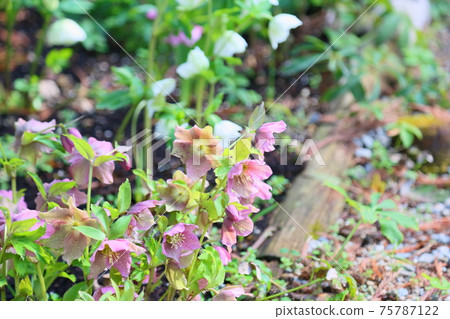 聖誕玫瑰鮮花 75787122