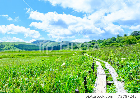 Summer Yashimagahara Wetland (Yashimagahara Wetland) Summer Yashimagahara Wetland (Yashimagahara Wetland) 75787243