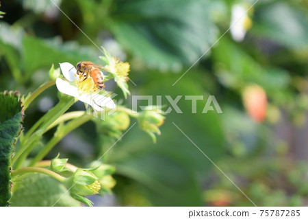 蜜蜂給草莓花授粉 75787285