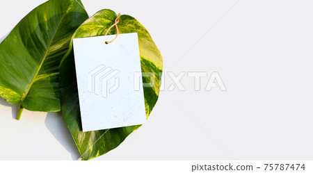 Blank paper on golden pothos or devil's ivy leaves on white. 75787474