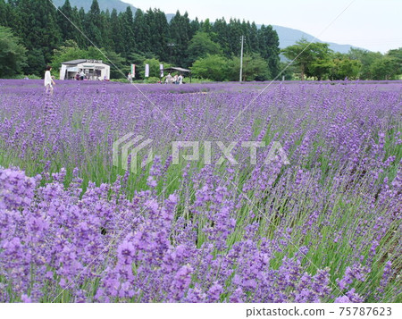 Beautiful Japan 75787623