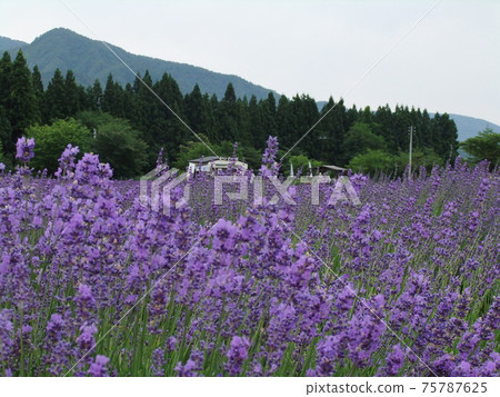 Beautiful Japan 75787625