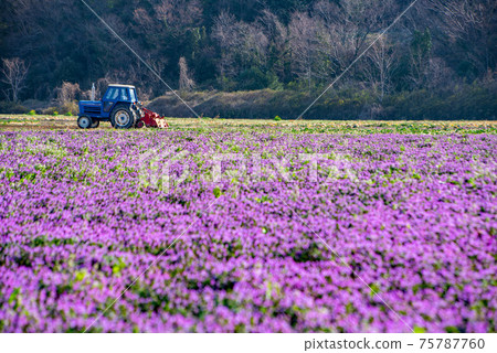 Agricultural land scenery in early spring, near Henbit Hanazono Bridge 75787760