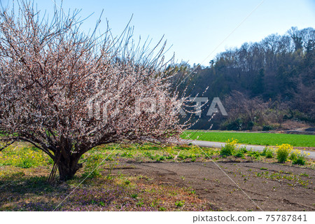 花之野橋附近早春的農業用地風光，羽晴，梅樹 75787841