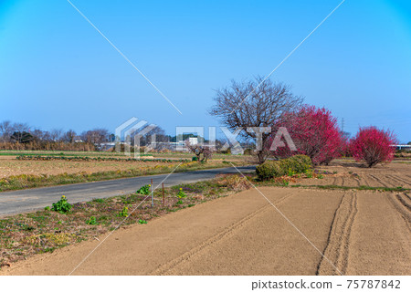 早春，Yoharu的花之野大橋附近的農業土地風光 75787842
