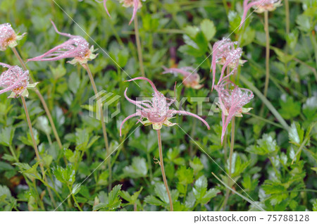 Geum pentapetalum fluff (Daisetsuzan, Hokkaido) Geum pentapetalum fluff (Daisetsuzan, Hokkaido) 75788128