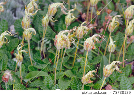Fluff of Chonosukesou (Daisetsuzan, Hokkaido) 75788129