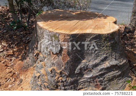 Zelkova stump logging large tree Zelkova stump logging large tree 75788221