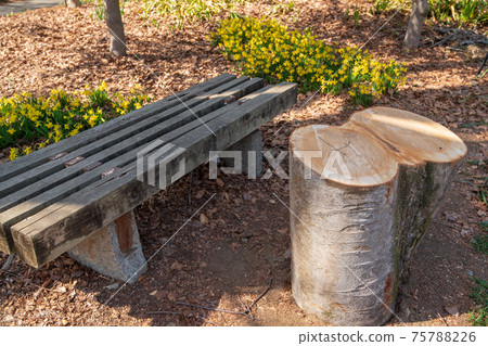 Zelkova stump logging, using a stool, a large tree 75788226
