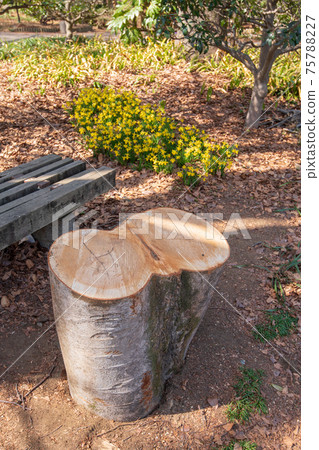 Zelkova stump logging, using a stool, a large tree 75788227