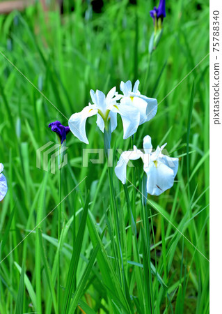 Hanashobu blooming in early summer Hanashobu blooming in early summer 75788340