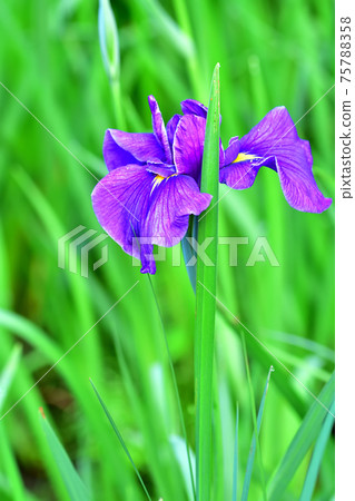 Hanashobu blooming in early summer Hanashobu blooming in early summer 75788358