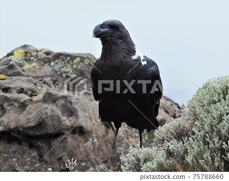 Kilimanjaro Mountaineering / Crow 75788660