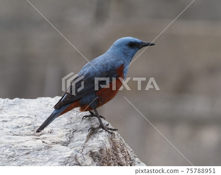 Sea bulbul 75788951